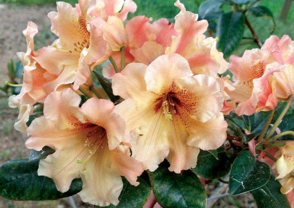 'Jeda' X 'Viennese Waltz'