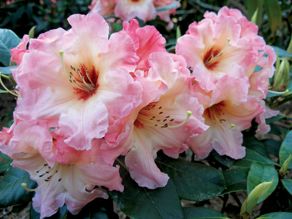 R. 'Peach Petticoats'