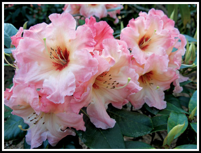 R. 'Peach Petticoats'