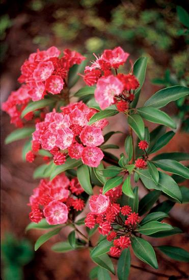 Kalmia latifolia 'Sarah'