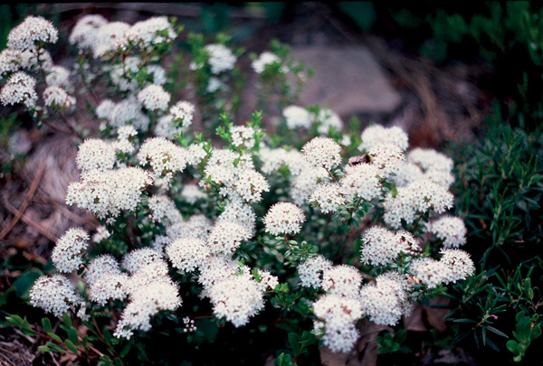 Leiophyllum buxifolium