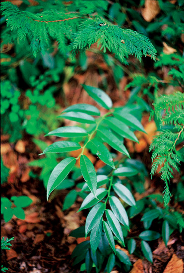 Leucothoe fontanesiana