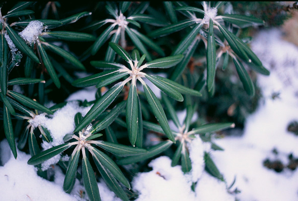 Rhododendron 'Angel'