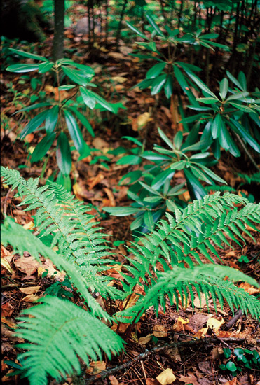 Rhododendron maximum and Dryopteris
X complexa