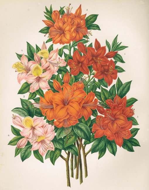 1879 chromolithograph
plate with Ghent azaleas'