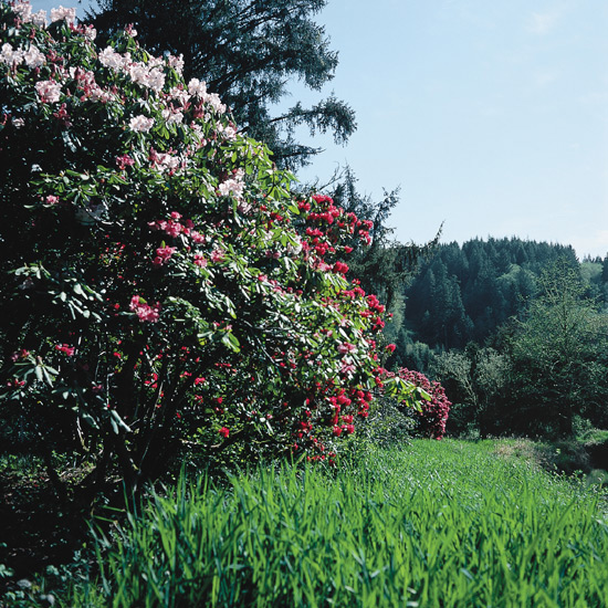 View down a line of
blooming rhododendrons. Hinsdale Estate