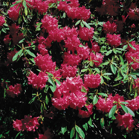 Unknown rhododendron
in bloom.