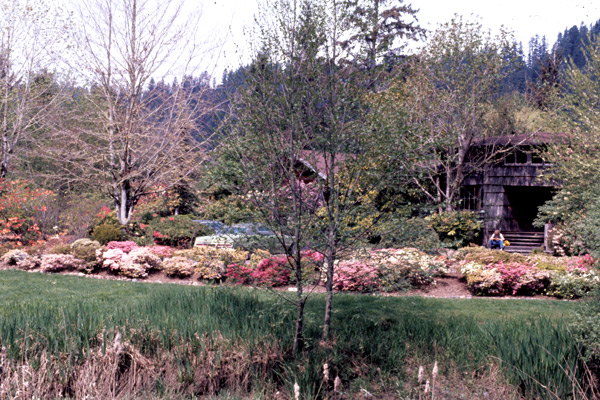 View of house and
blooming rhododendrons