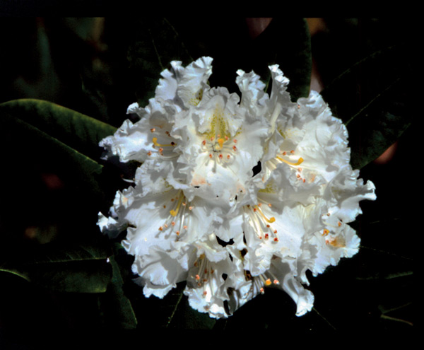 R. macrophyllum</i> 'Albion Ridge'