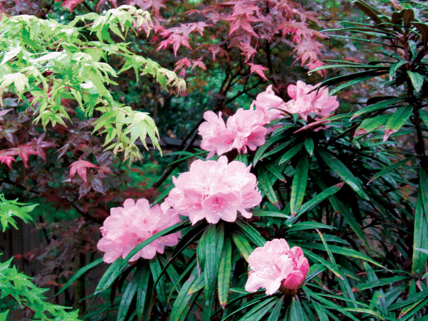 Rhododendron makinoi