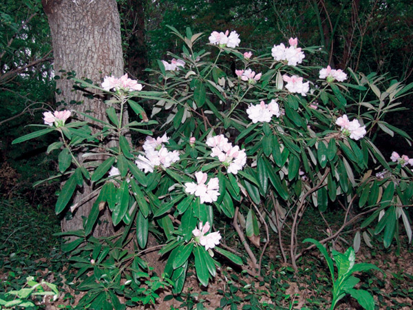 Rhododendron adenopodum