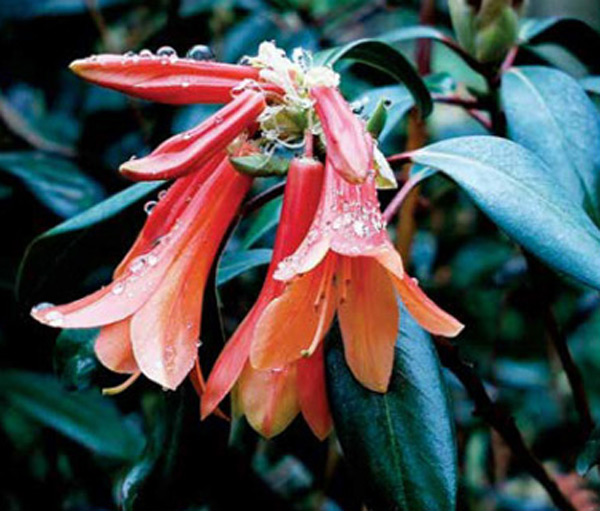 Rhododendron 'Lady Chamberlain'