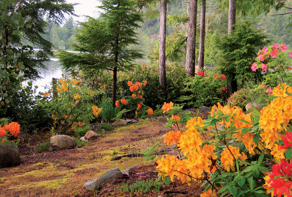 Exbury azaleas bordering a lake path in
Caron Gardens at Pender Harbour on the Sunshine Coast of British Columbia.