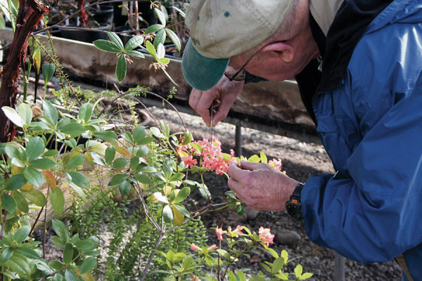 Volunteer Rollo Adams collecting pollen.