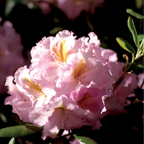 R. 'Janet Blair'