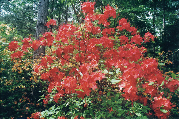 R. 'Corley's Cardinal'