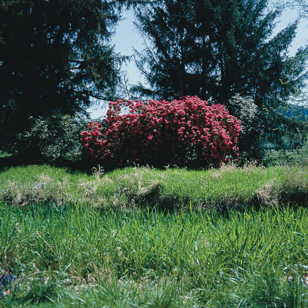 Unknown rhododendron in bloom