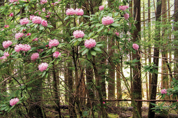 Fig 1: R. macrophyllum at Mount Elphinstone