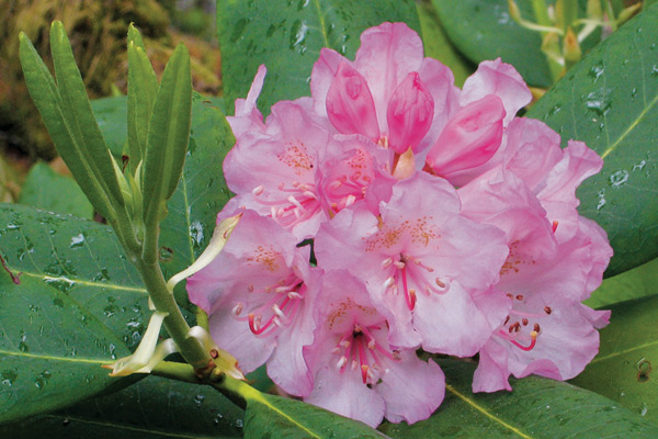 Fig 3: R. macrophyllum flower at 
Mount Elphinstone