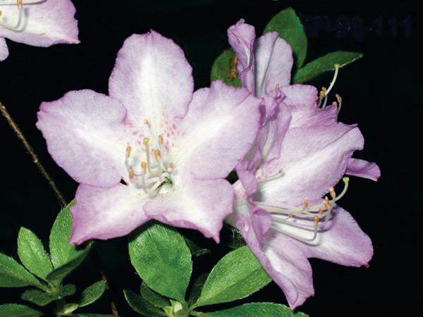 R. 'Isabella Maria'