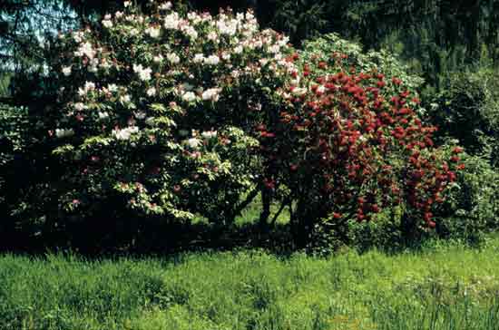 Unknown rhododendrons east of the slough