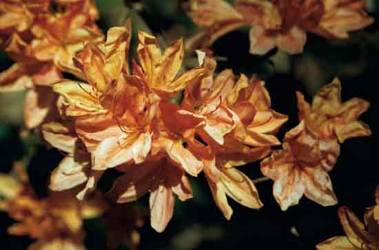 Unknown deciduous azalea