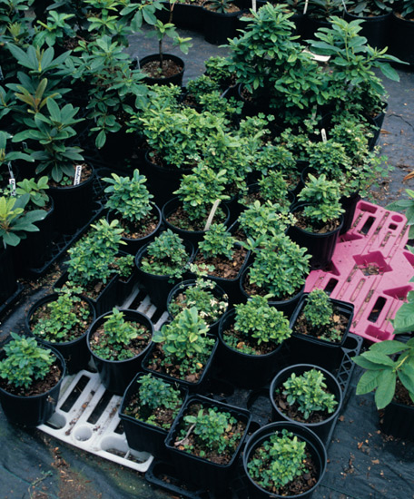 Seedlings of microwaved seed, 1st Group.