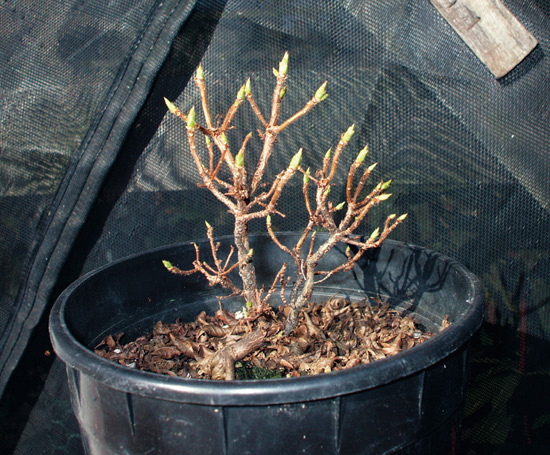 'Girard Yellow Pom Pom' X 'Chetco' at bud stage.