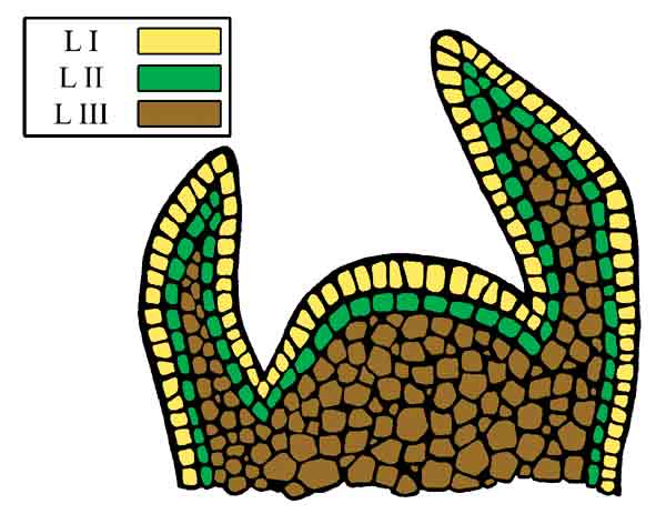 Figure 2. Diagram of 
the shoot apical meristem highlighting the three histogenic layers