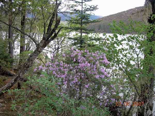 R. yunnanense tree 
over Lake Shudu.