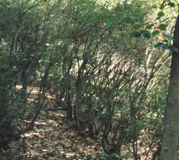 Contemporary 
view from within the rows on Mt. Hamilton