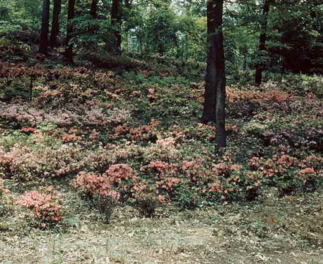 Azaleas on Mt. 
Hamilton hillside just after planting, about 1948.