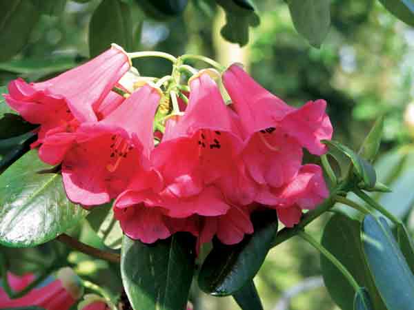 Rhododendron thomsonii