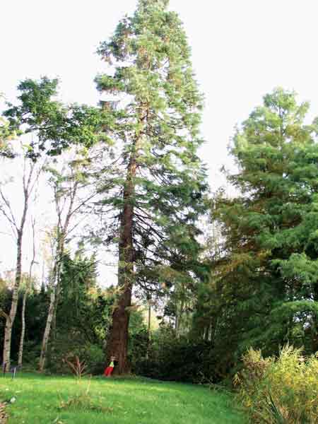 Sequoiadendron giganteum