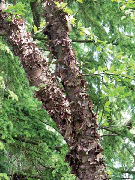 Betula nigra