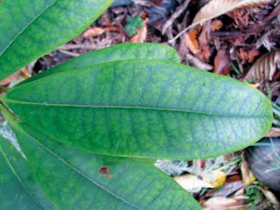 Rhododendron 'Fire Rim' showing
chlorosis in the leaves.