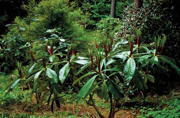 Rhododendron magnificum