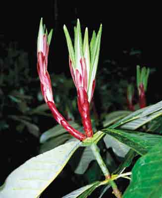 Rhododendron magnificum