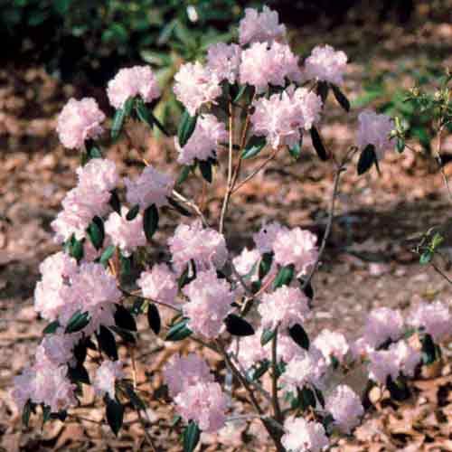 R. 'Angel Powder'