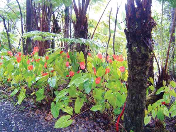 Anthurium bed