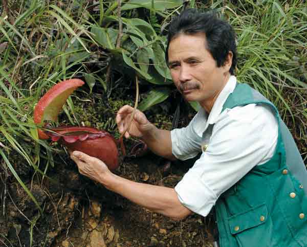 Figure 3. Ansou Gunsalam with a
medium-size Nepenthes rajah