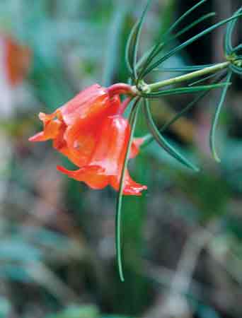 Figure 4. R. stenophyllum v.
stenophyllum (top flower damaged).