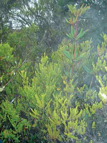 Figure 5. R. ericoides and R. rugosum