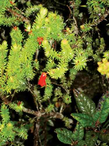 Figure 5. R. ericoides flower and R. rugosum.