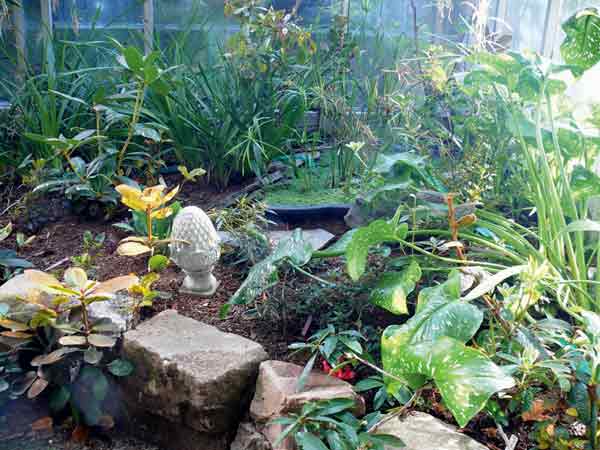 The pond in Bill and Julie
Miller's greenhouse in Tacoma, Washington.