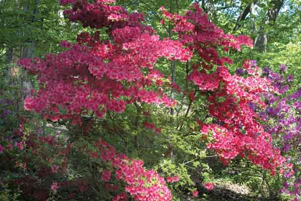 Figure 6: Rhododendron 'Red Hussar' has
flowers with a unique, two-toned coloration.