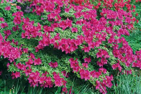 Figure 7: Rhododendron 'Dauntless' has
deep purplish red flowers.