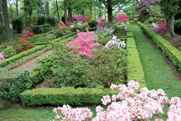 Figure 8: Azaleas in the Morrison
Garden are already blooming in April.