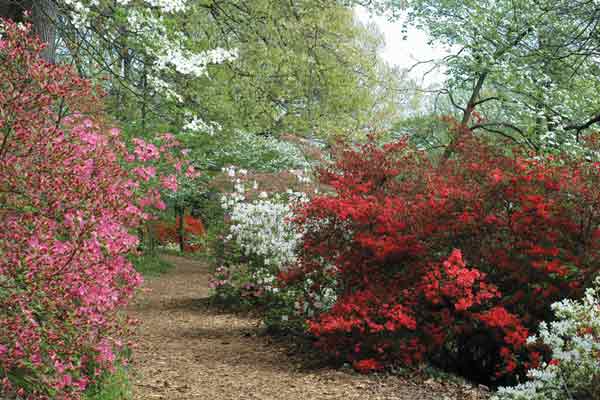 Figure 10: Various Glenn Dale
azalea plantings border this woodland trail.