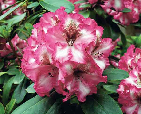 R. 'Dorothy Bishop'